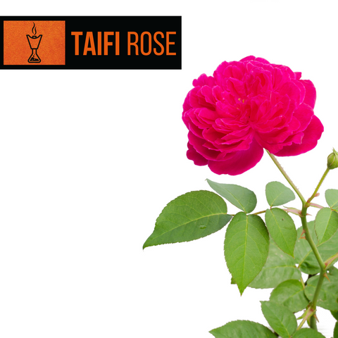 Taifi Rose